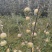 山东青岛青森水蜜桃苹果青苹果原日本青森县水蜜桃苹果