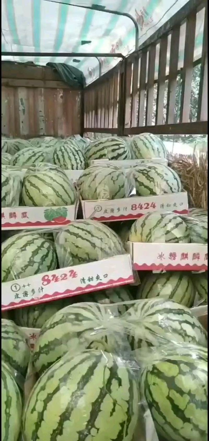 河南精品美都大红口感好甜，一条龙服务专业团队