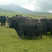 青海草原散养藏牦牛肉，不是喂饲料育肥那种
