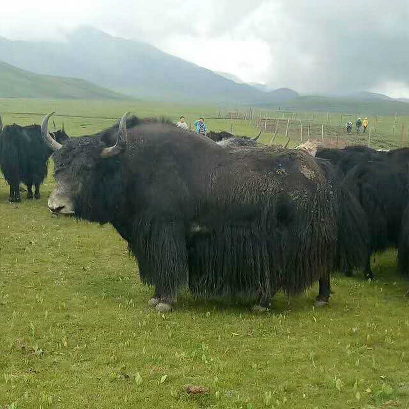 青海草原散养藏牦牛肉，不是喂饲料育肥那种