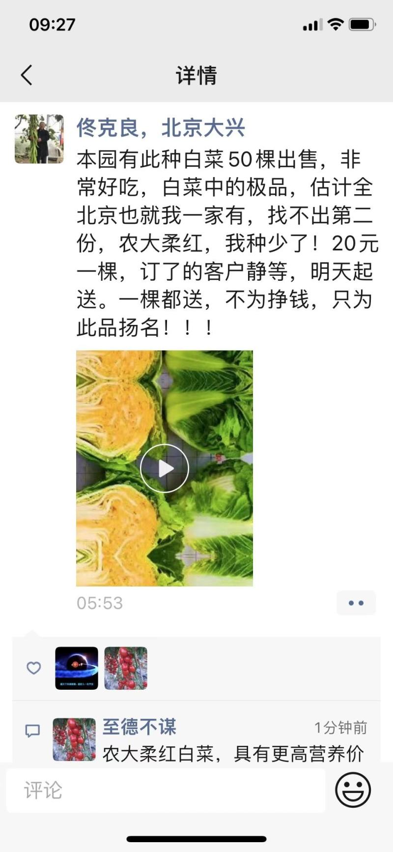 农大柔红白菜种子早熟口感好高抗病经济效益高大包头