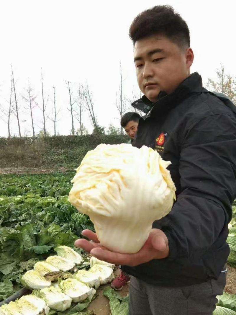 农大柔红白菜种子早熟口感好高抗病经济效益高大包头