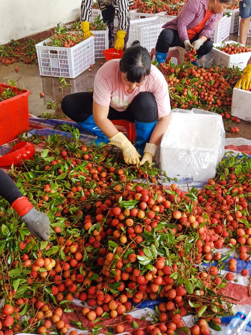 桂味，风花