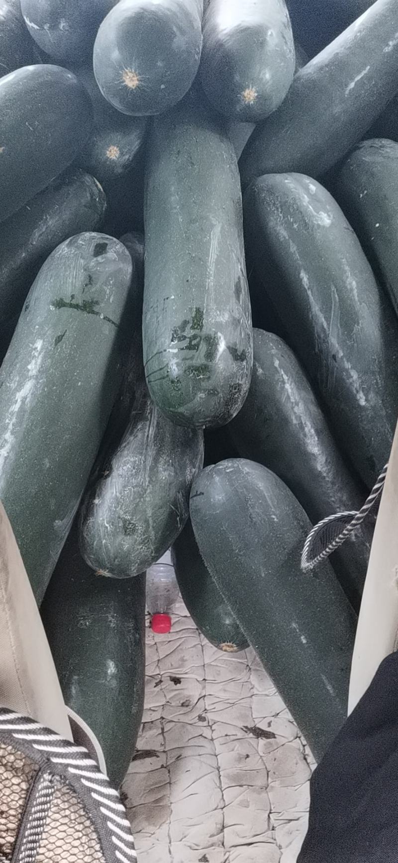 吊冬瓜