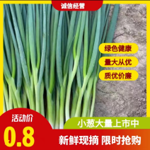 大量小葱，四季葱，小葱基地，诚信经营，长年供应，