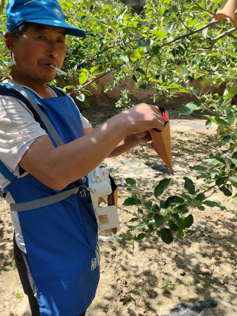 静宁苹果