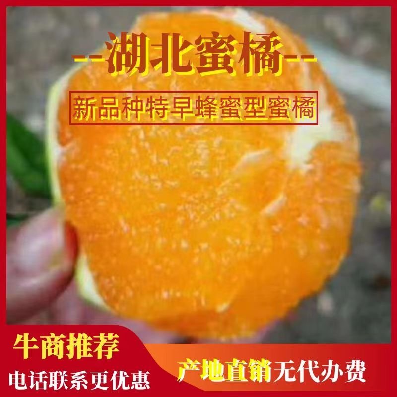当季新鲜孕妇水果，青皮桔子，柑橘果园看货定价。
