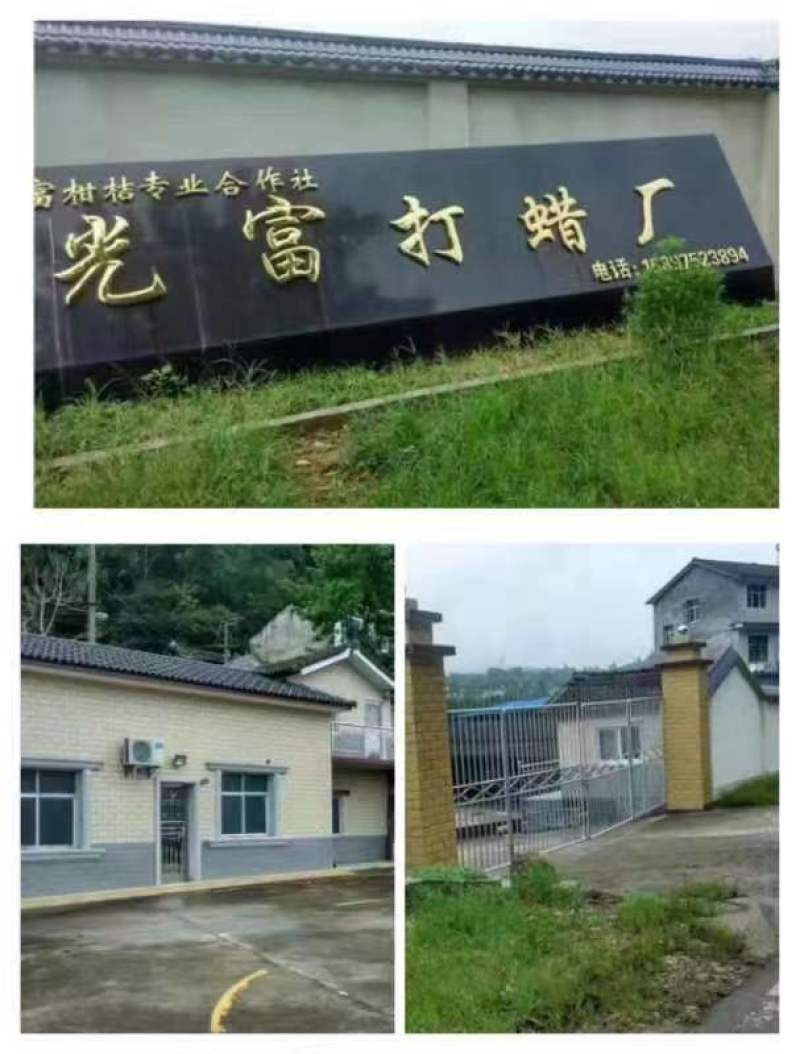 当季新鲜孕妇水果，青皮桔子，柑橘果园看货定价。