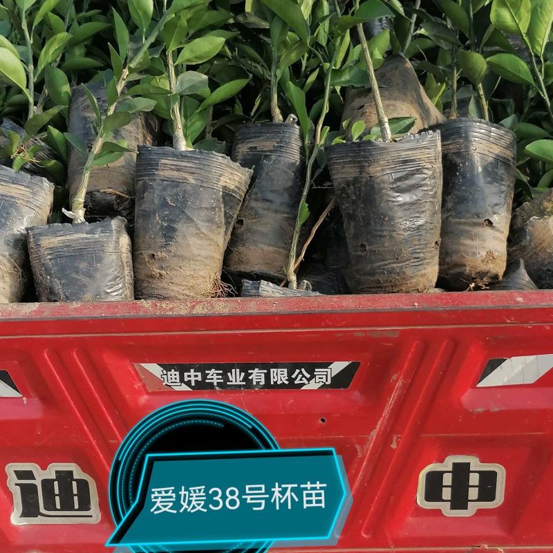 简阳柑桔苗-甘平柑橘苗，苗子粗壮颜色青秀无虫害！