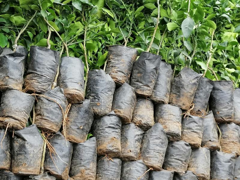 简阳柑桔苗-甘平柑橘苗，苗子粗壮颜色青秀无虫害！