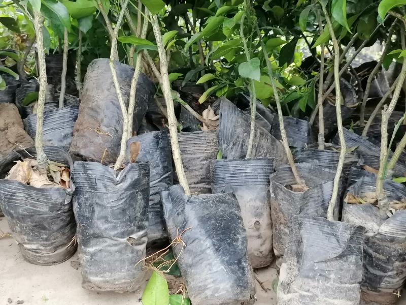 简阳柑桔苗-甘平柑橘苗，苗子粗壮颜色青秀无虫害！