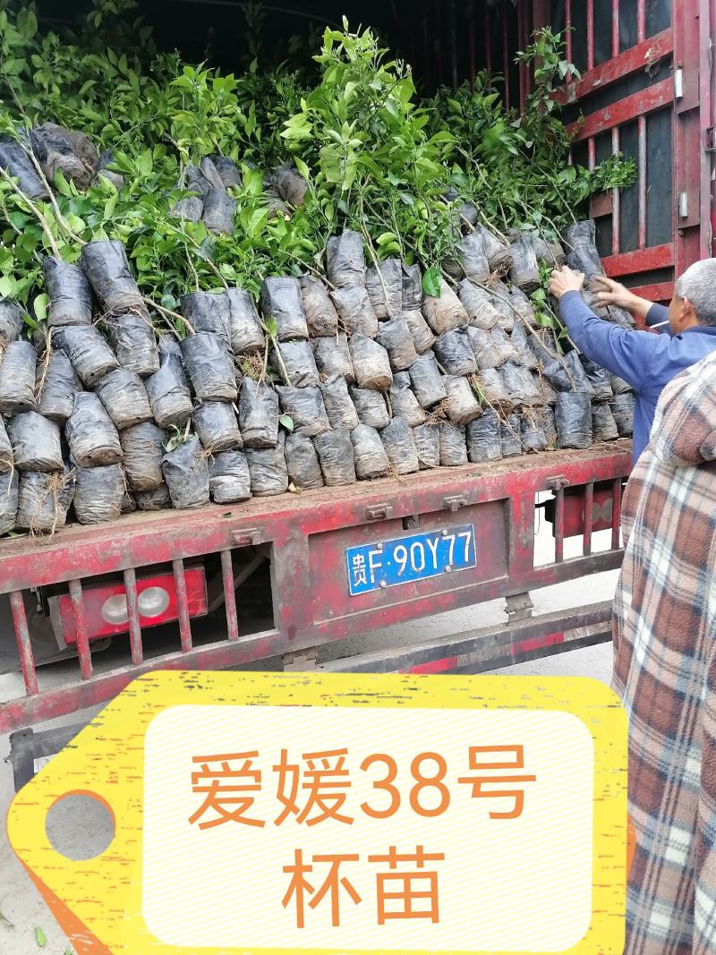 简阳柑桔苗-甘平柑橘苗，苗子粗壮颜色青秀无虫害！