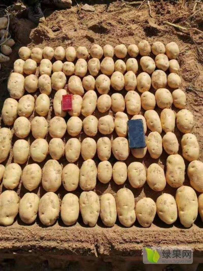 甘肃临洮冀张薯226一手货源大量出货可视频看货