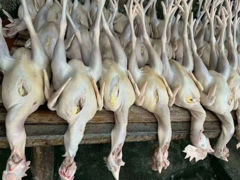 新鲜屠宰纯干无水白条鸡