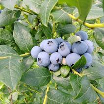 丹东陆地蓝莓大量上市