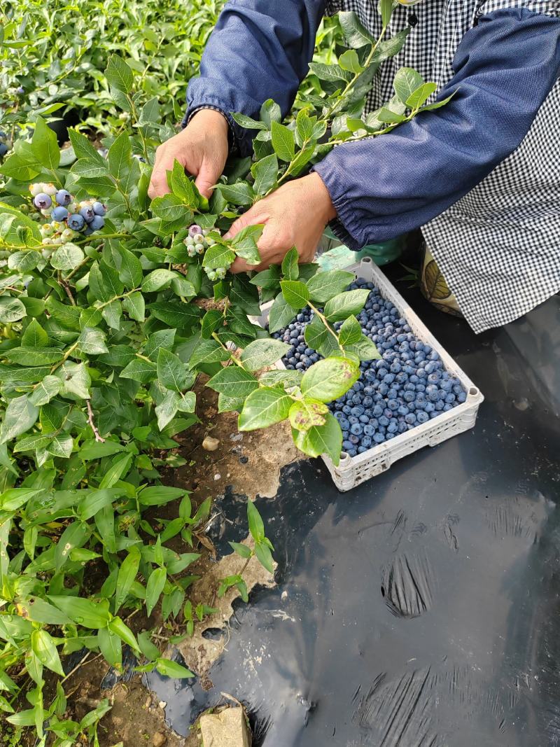 丹东陆地蓝莓大量上市