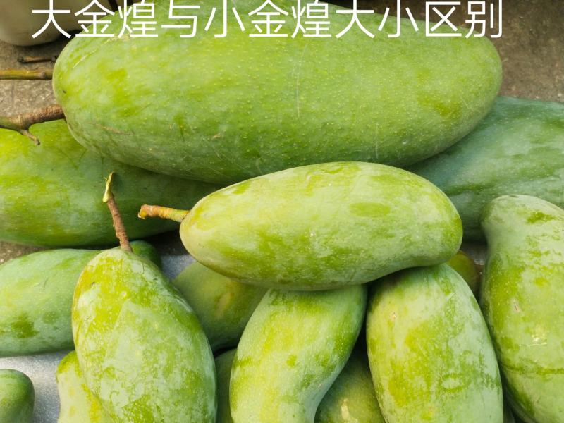 四川攀枝花精品大金煌芒果10斤装。