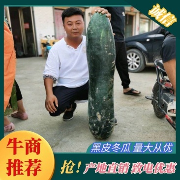 安徽亳州《冬瓜》黑皮地瓜,保质保量,诚信经营欢迎来电