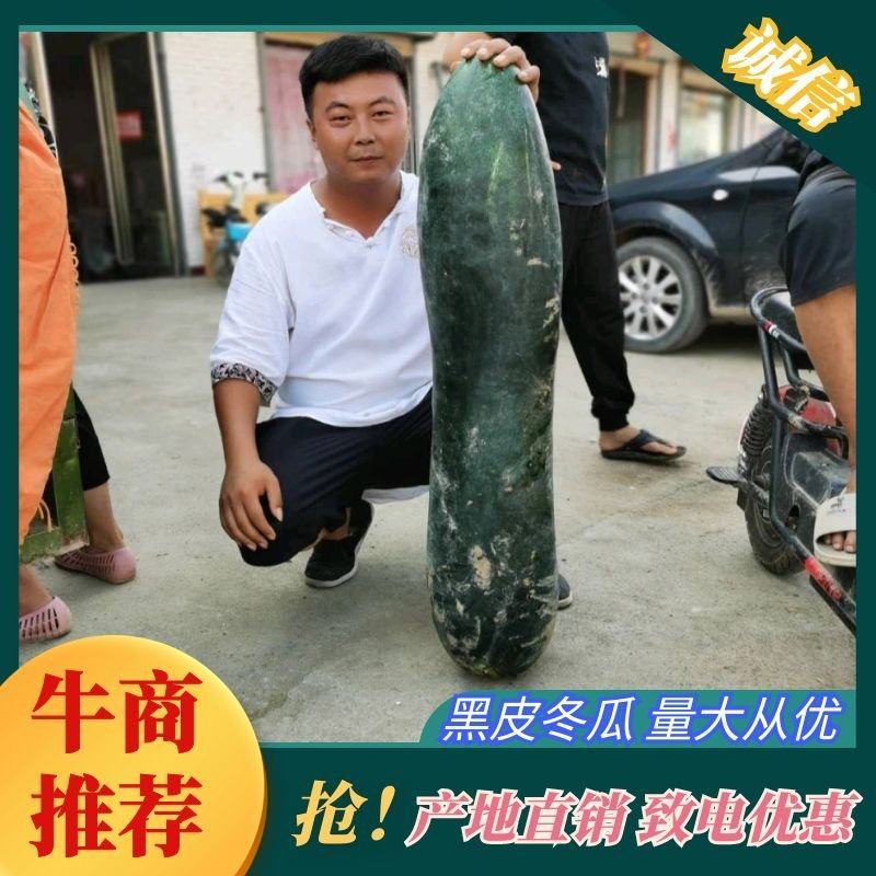 安徽亳州《冬瓜》黑皮地瓜，保质保量，诚信经营欢迎来电