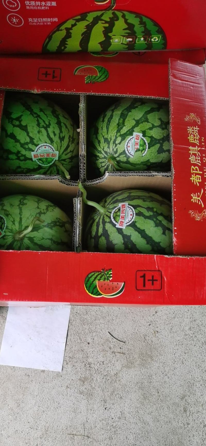 大量供应8424西瓜，保质保量代发全国！！！\