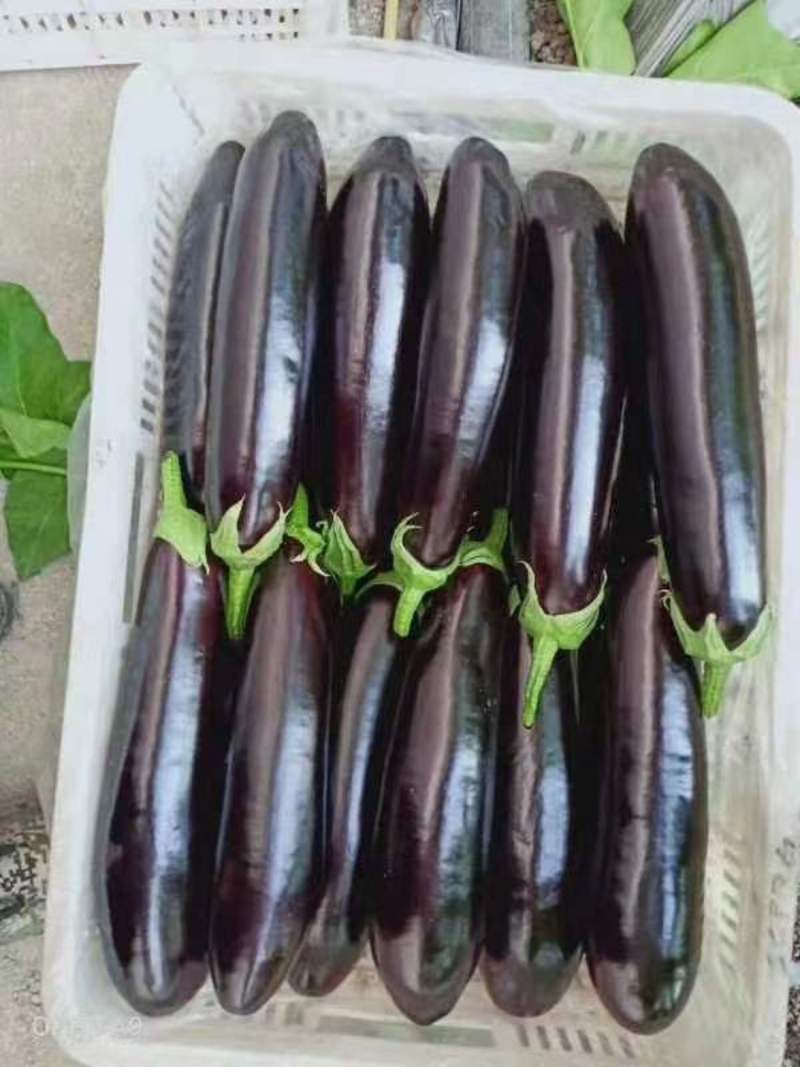 嫁接黑宝圆茄苗，紫萼长茄，绿萼长茄，绿冠抗病性好，产量高