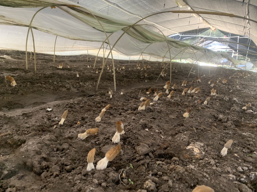 羊肚菌栽培田间实景图