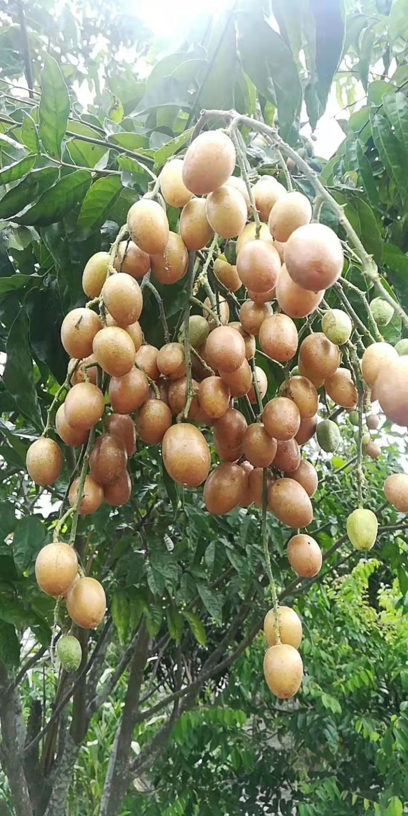 黑皮黄皮果