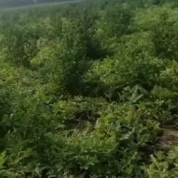 大量出售龙卷风系列西瓜