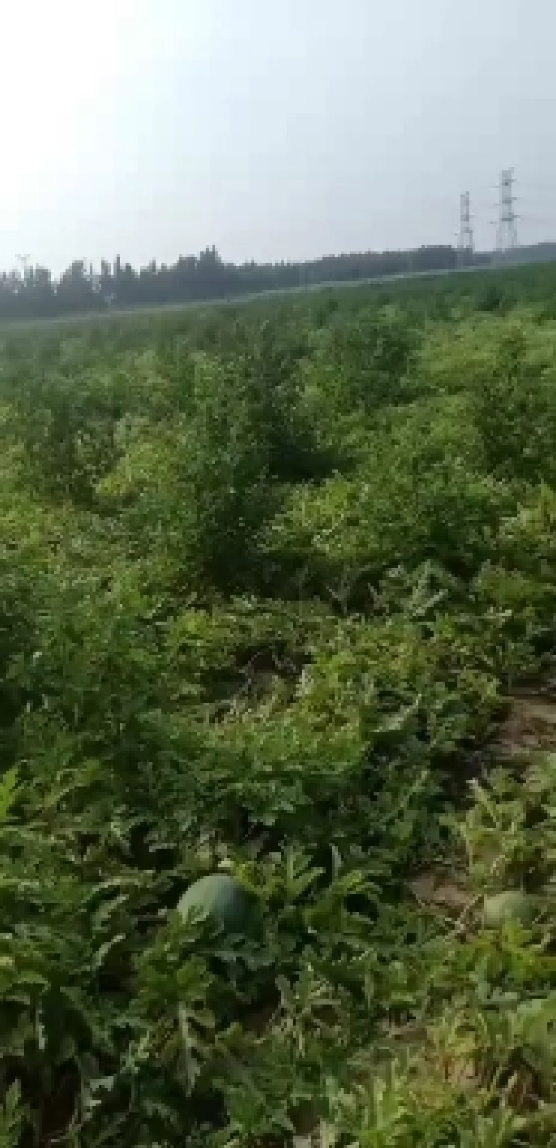 大量出售龙卷风系列西瓜