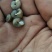 野生蜗牛