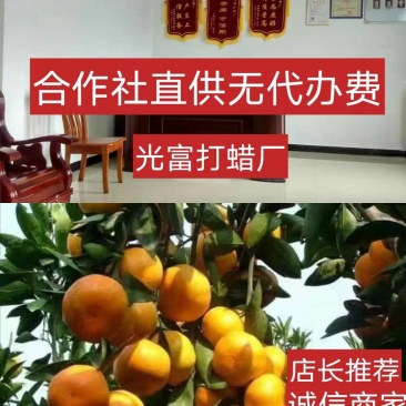 湖北富橘农业有大量特早无核蜜桔，普早桔子果园看货定价
