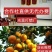 湖北富橘农业有大量特早无核蜜桔，普早桔子果园看货定价