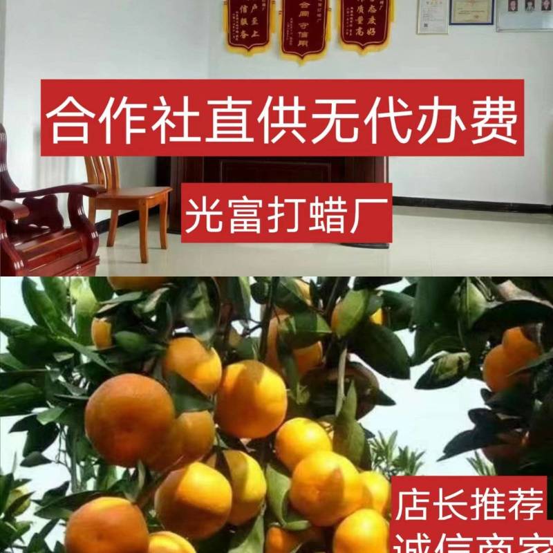 湖北富橘农业有大量特早无核蜜桔，普早桔子果园看货定价