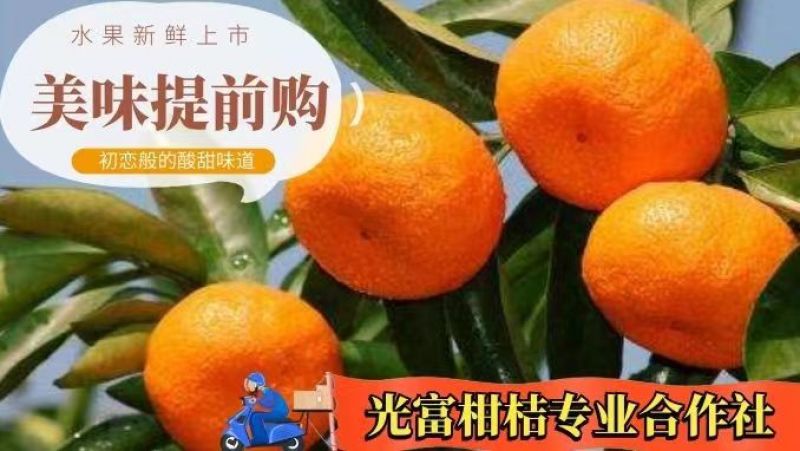 湖北富橘农业有大量特早无核蜜桔，普早桔子果园看货定价