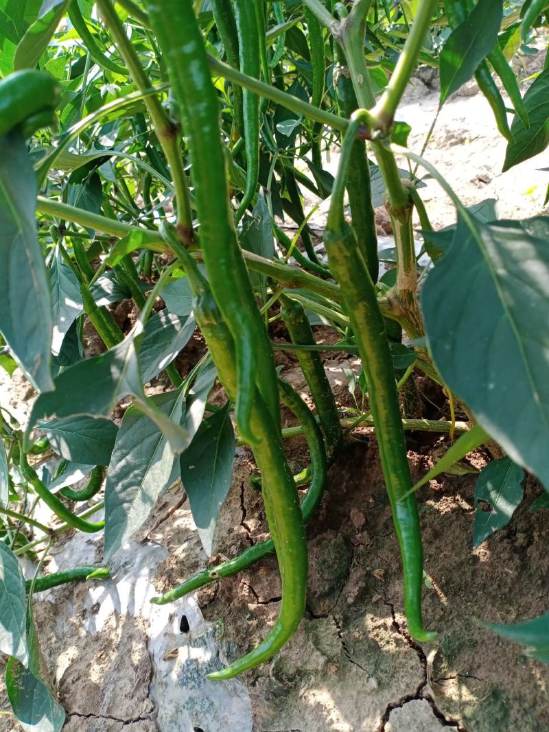线辣椒