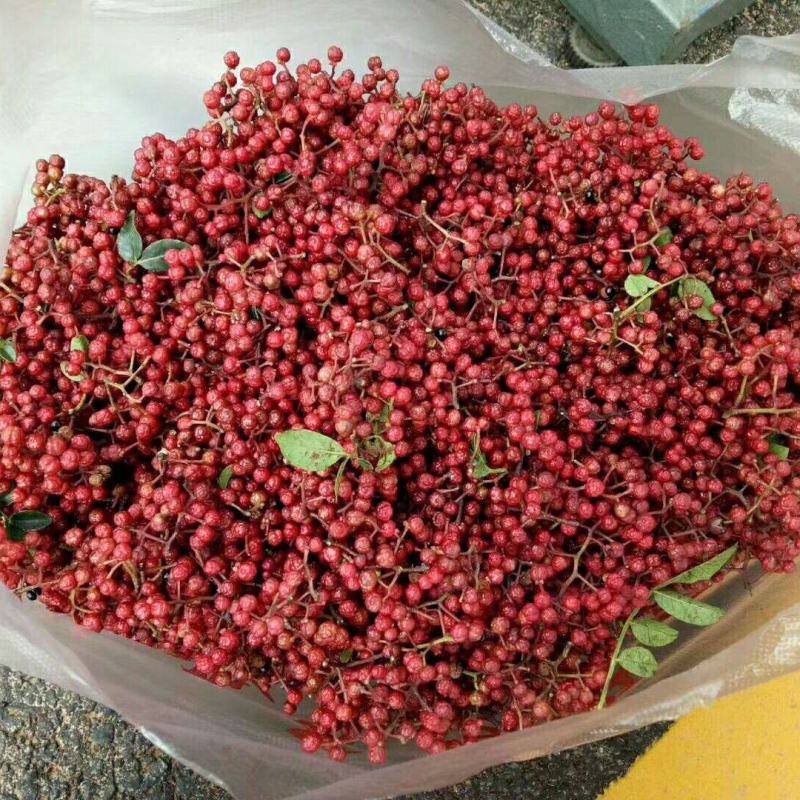 汉源花椒大量上市麻香味十足。产量大需要的老板联系