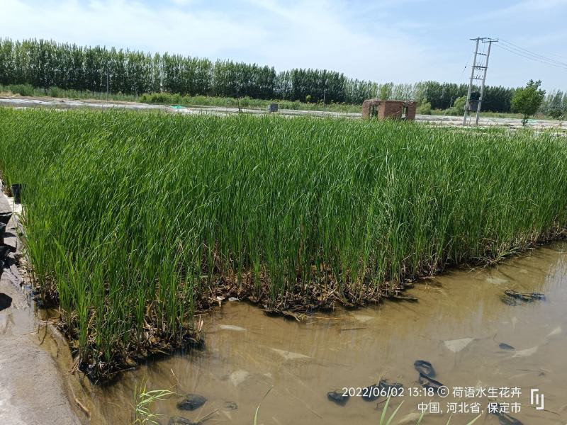 水烛水蜡烛品质保证量大从优抗寒易成活签订合同种植施工