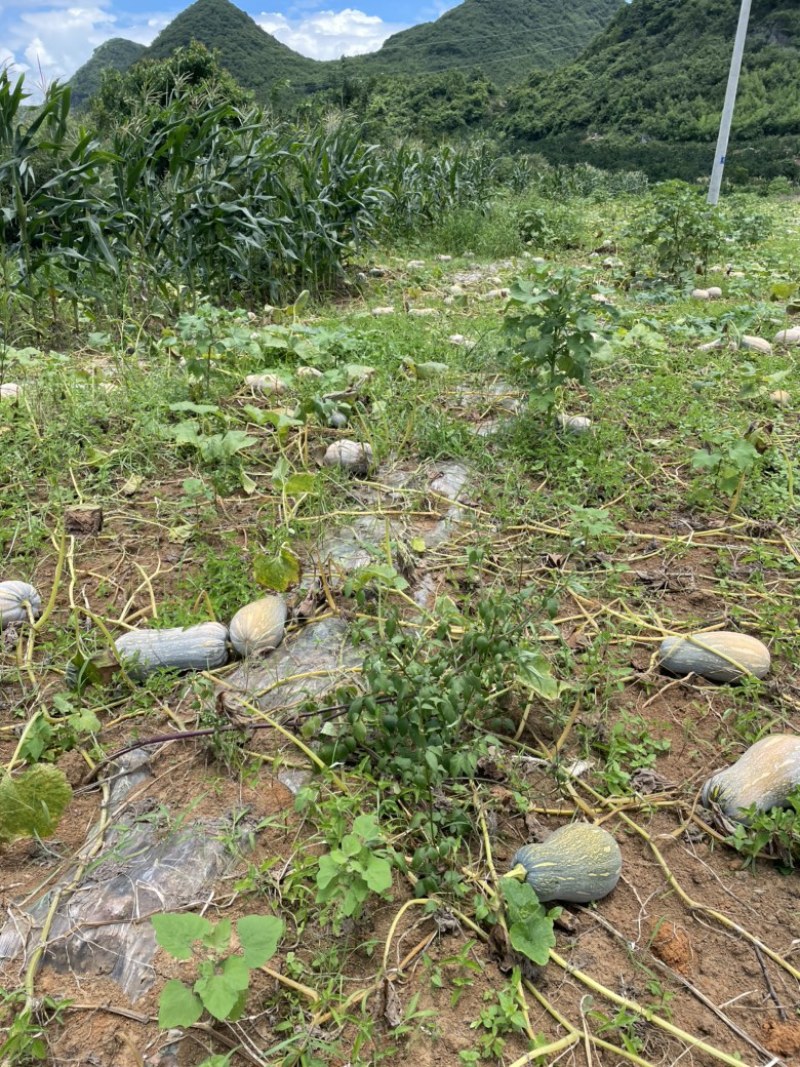 蜜本南瓜大量上市，口感好，欢迎广大老板前来购买