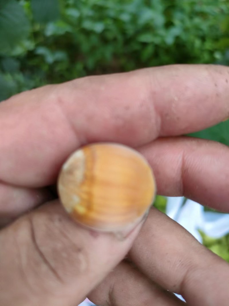 辽宁大榛子，达维大果，110，玉坠等品种，产地直销