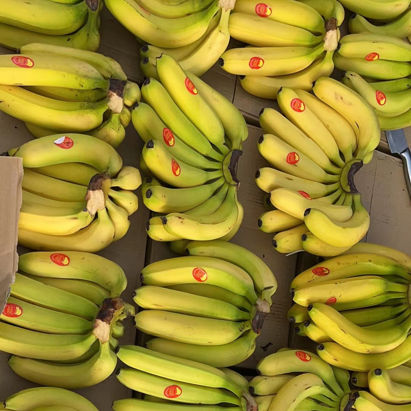 菲律宾进口香蕉保质保量青蕉二黄蕉大量现货售后损坏（包赔）