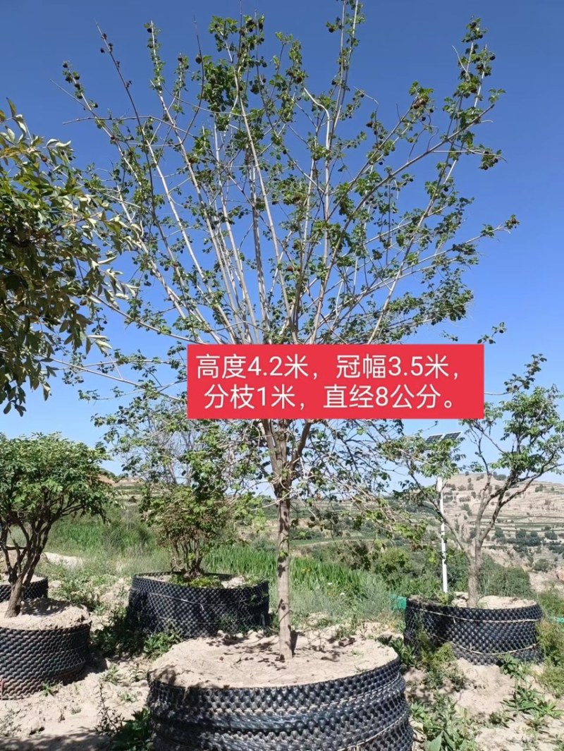 木绣球