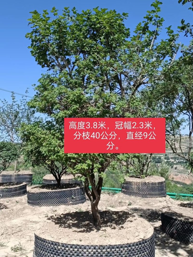 木绣球