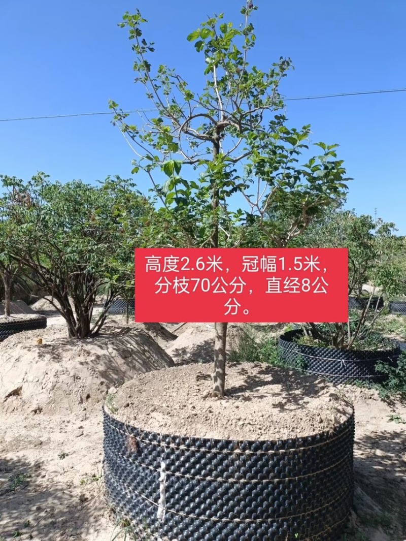 木绣球