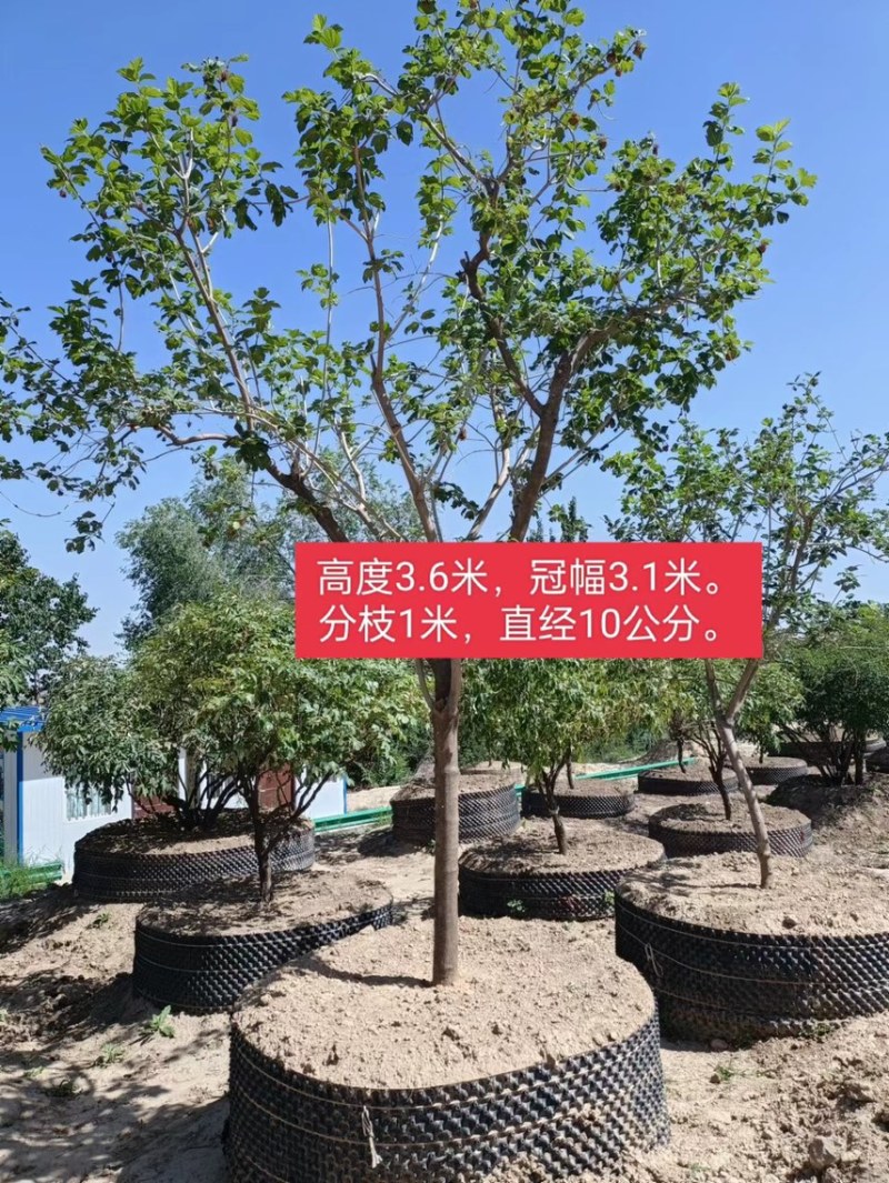 木绣球