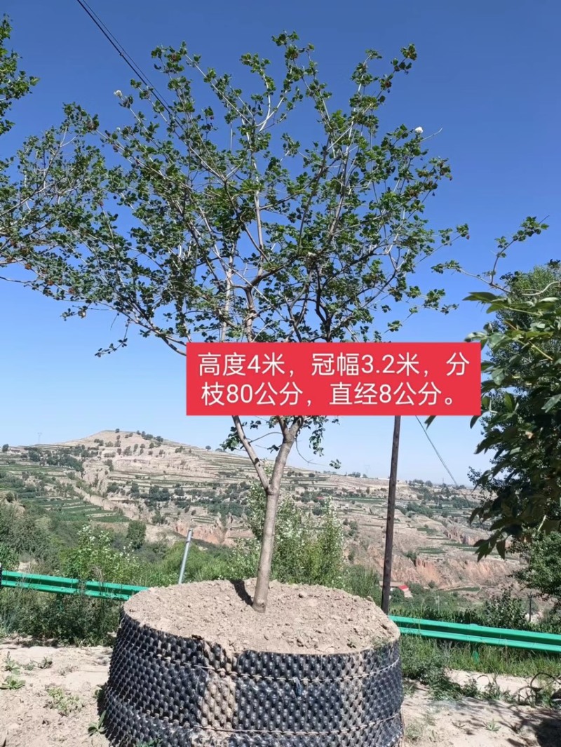 木绣球