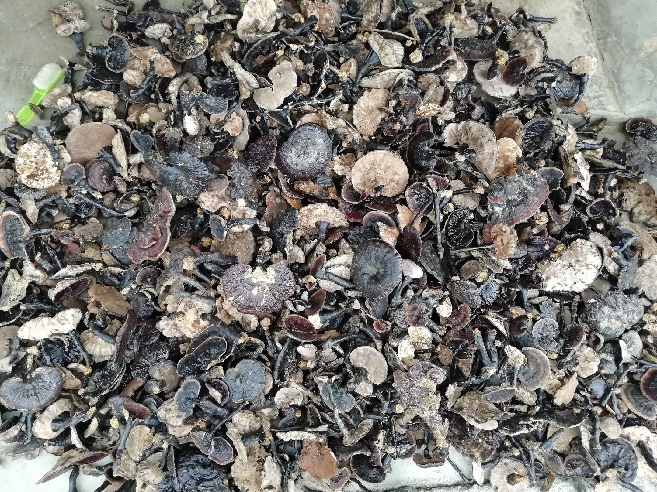黑芝麻与白芝麻对比图