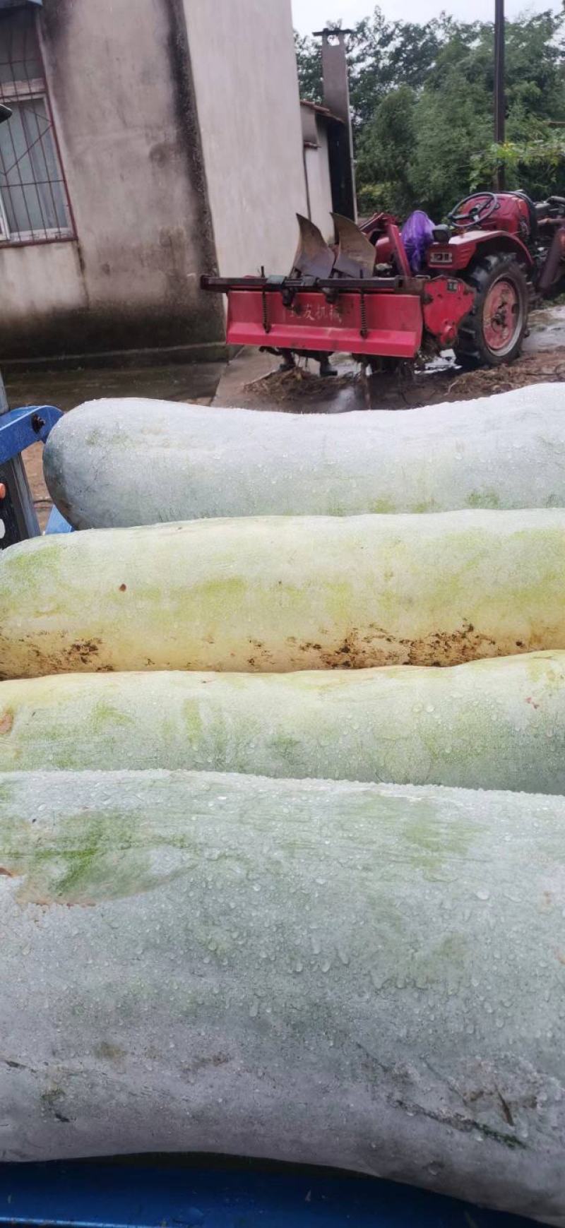 武汉市东西湖长白条冬瓜白皮冬瓜，量大从优产地直供欢迎选购