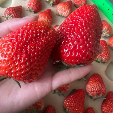 建德红草莓苗万斤红颜草莓苗粉玉二号草莓苗包活