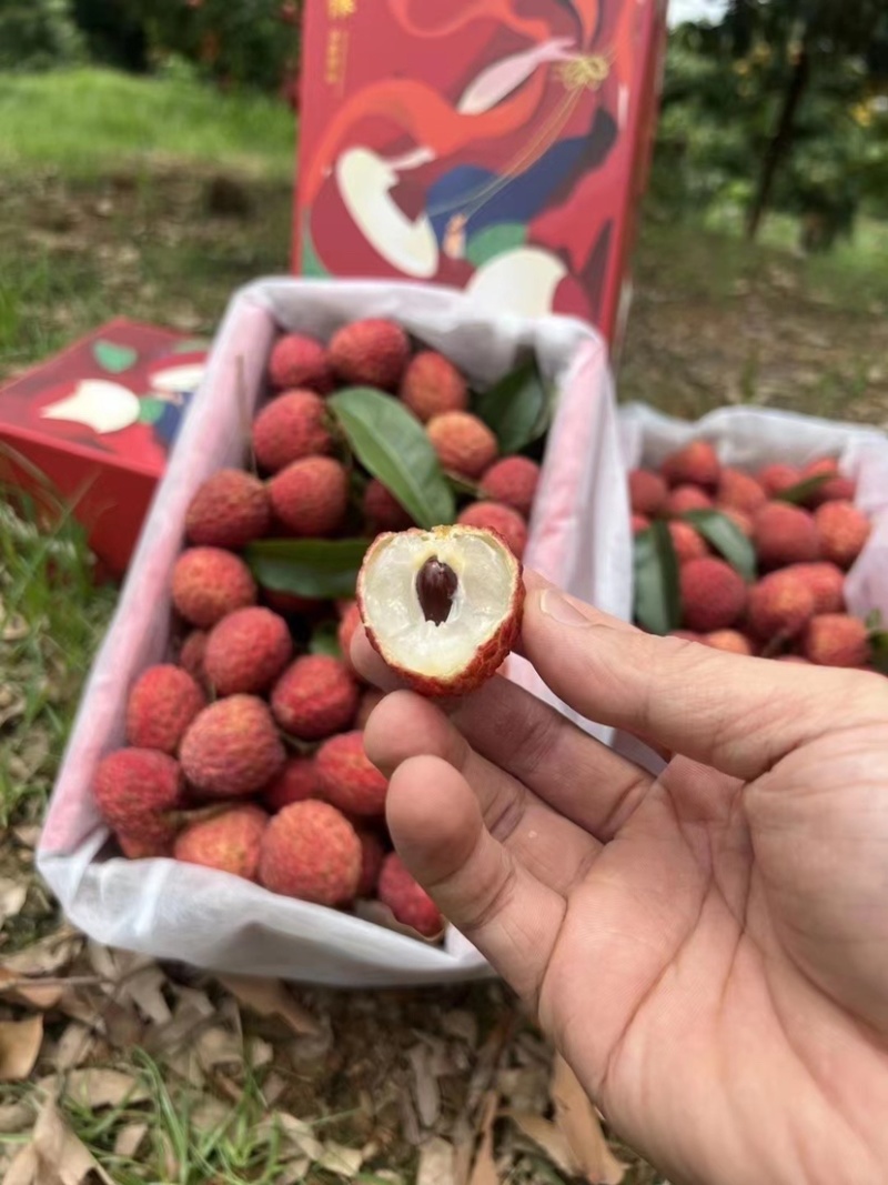 正宗仙进逢荔枝小核非常清甜，能收精品货。
