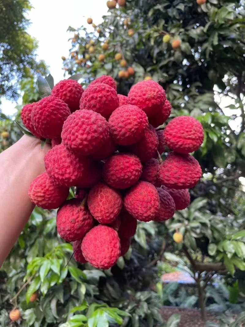 正宗仙进逢荔枝小核非常清甜，能收精品货。
